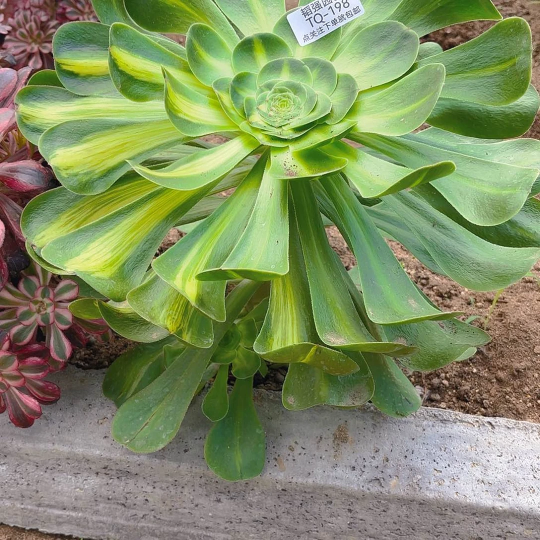 暴君多肉植物六号198