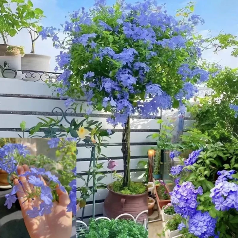 【1米到1米2】蓝雪花爬藤盆栽大苗阳台庭院植物耐热四季带花苞发货