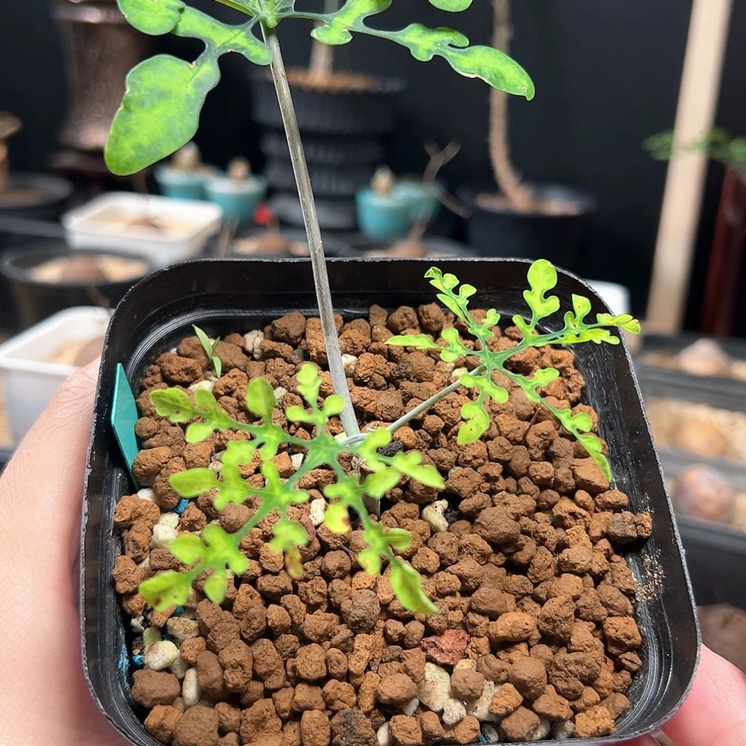 梦幻绿雪花西番莲带盆包邮