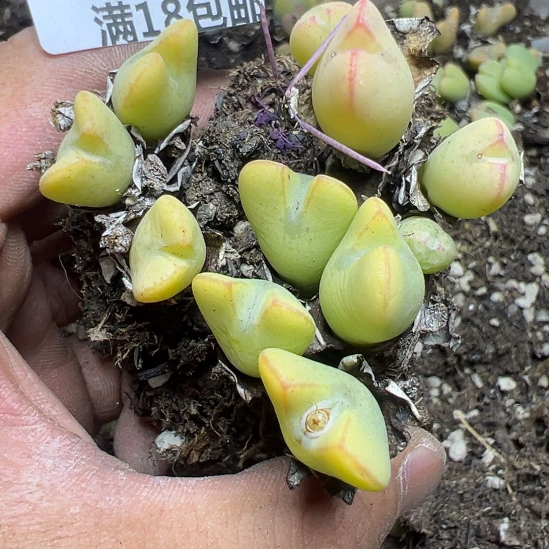 【闪购商品】 093。