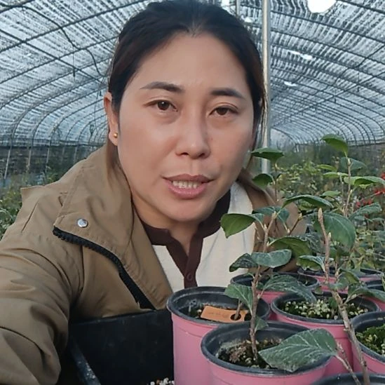 完全开放梦未来扦插