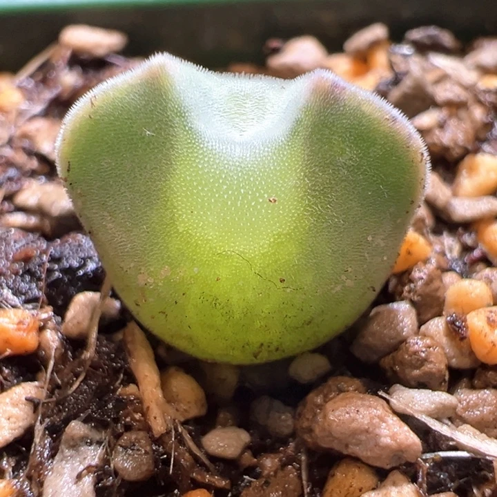 果***子227。青蛙2年大眼睛。