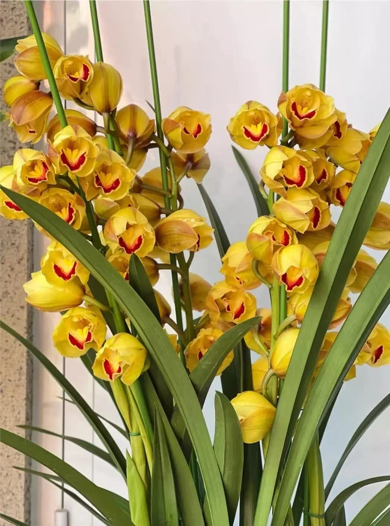 年宵花【金光】大花惠兰多支花剑 高端室内外花卉