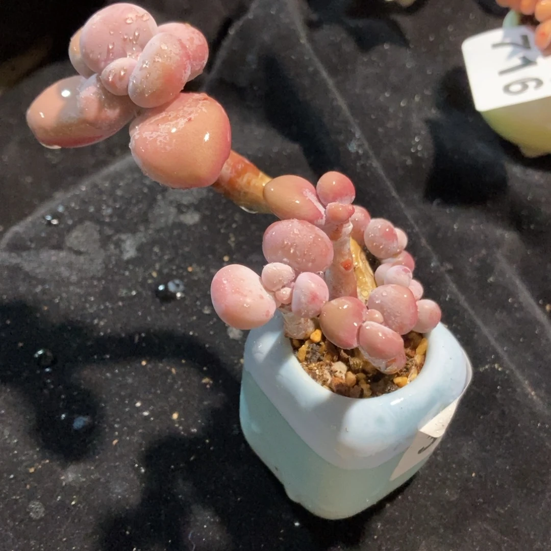 385糖果腰子蛋带盆土