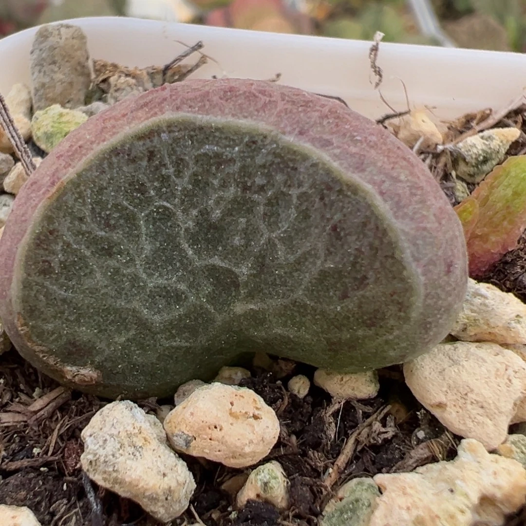 腰子型血斑网格纹实生新品大苗