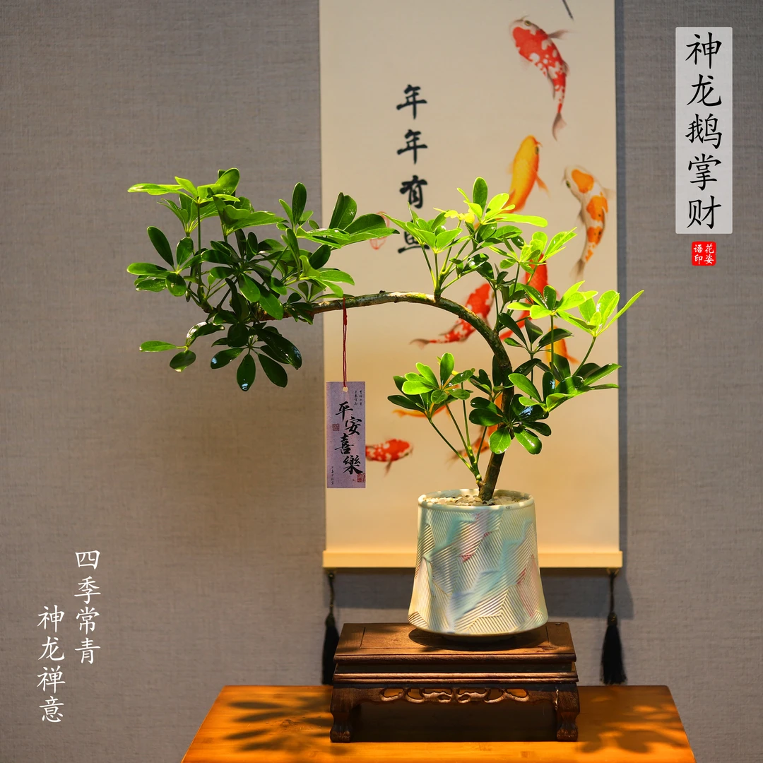 老桩造型鸭脚木鹅掌财盆栽四季常青办公室客厅好养植物陶瓷盆绿植