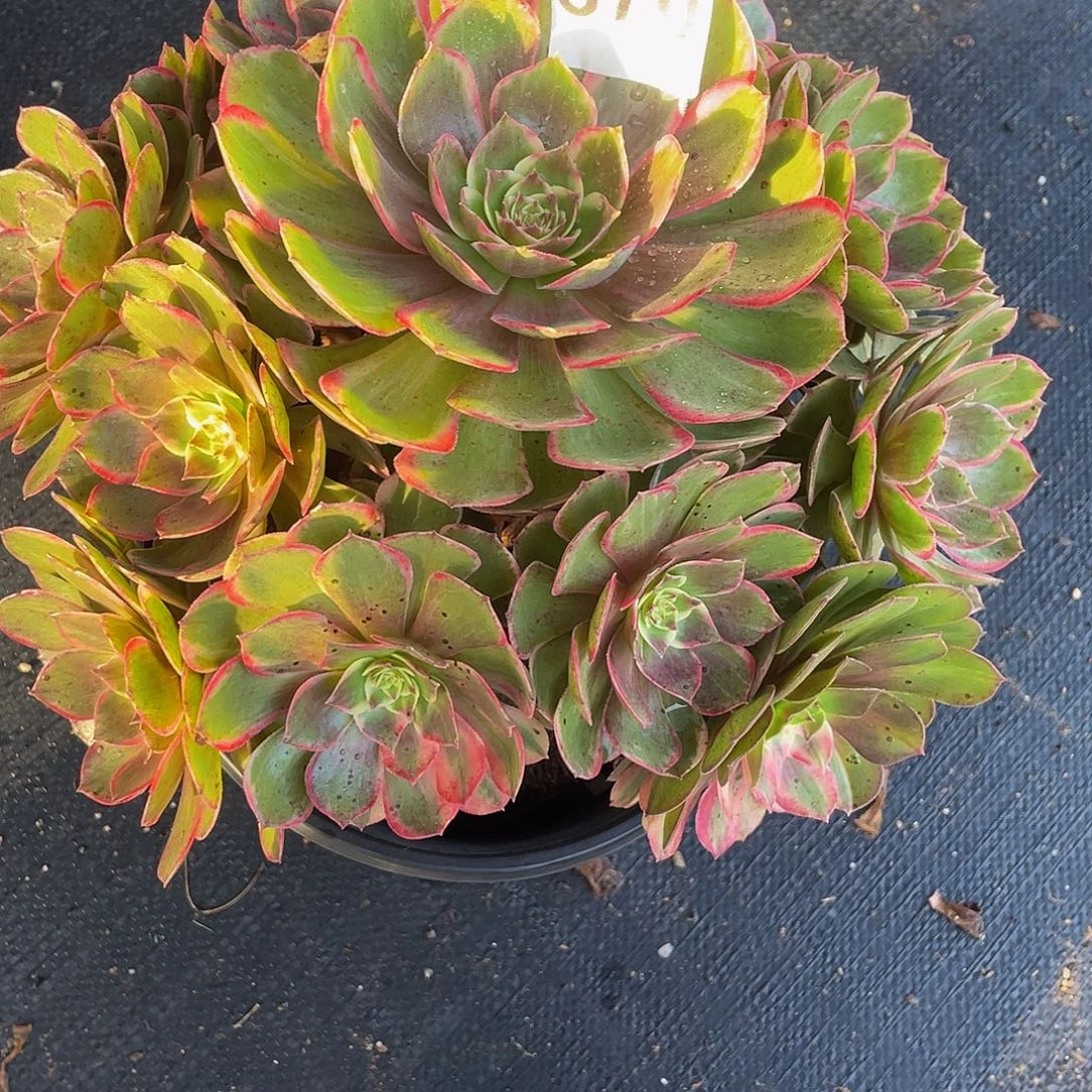 多肉法师670号粉花妖发货不包损