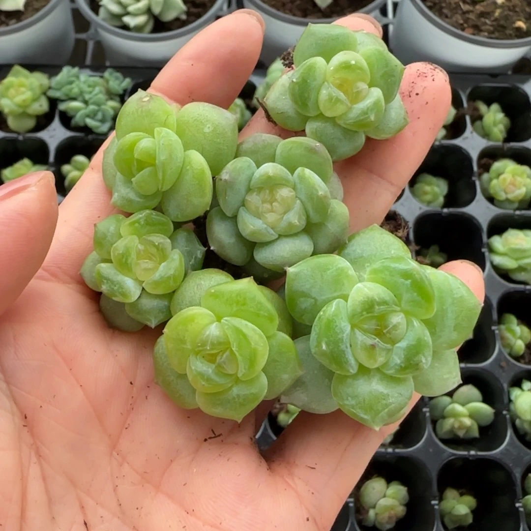 猪猪猪安排6颗多肉植物