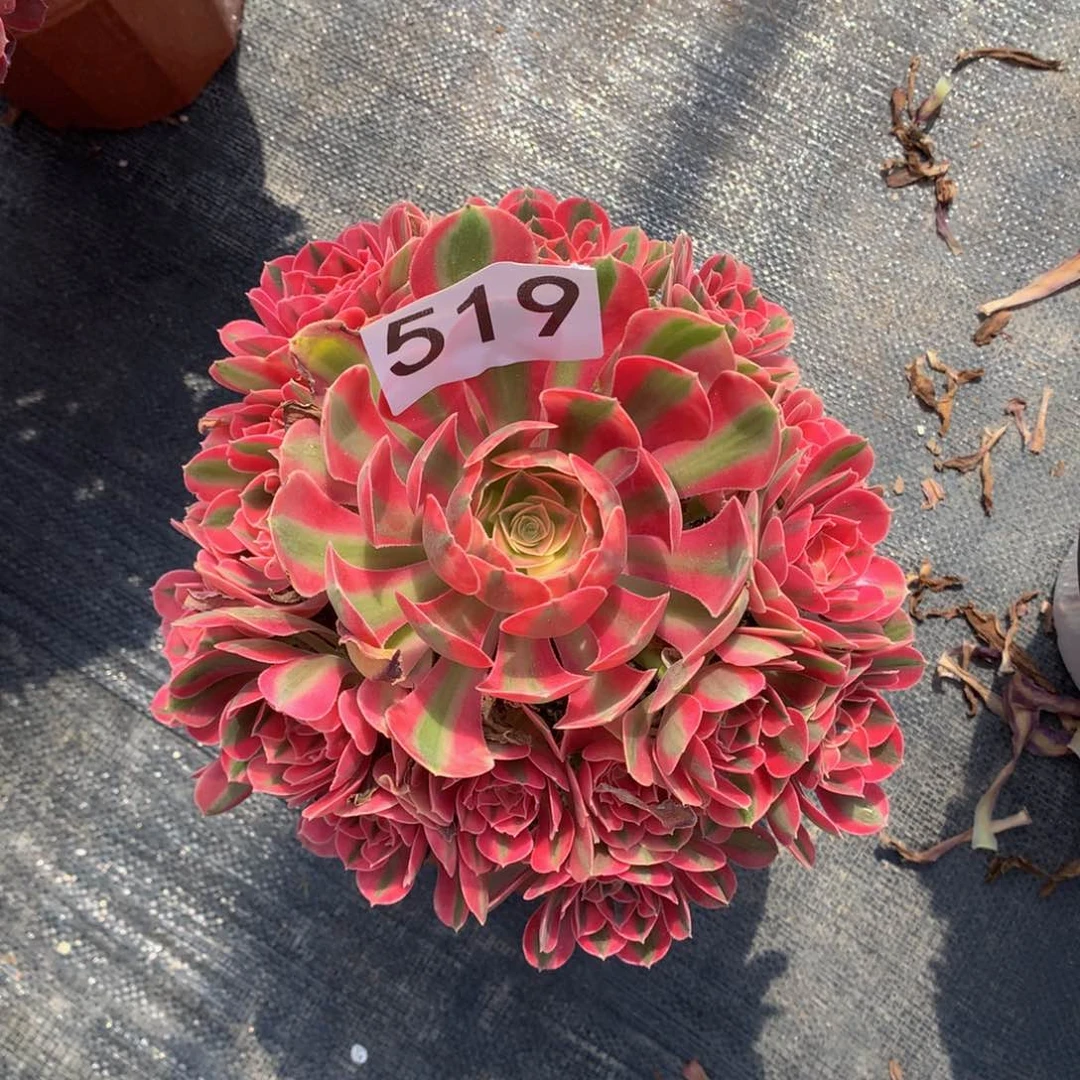 粉女巫519法师多肉