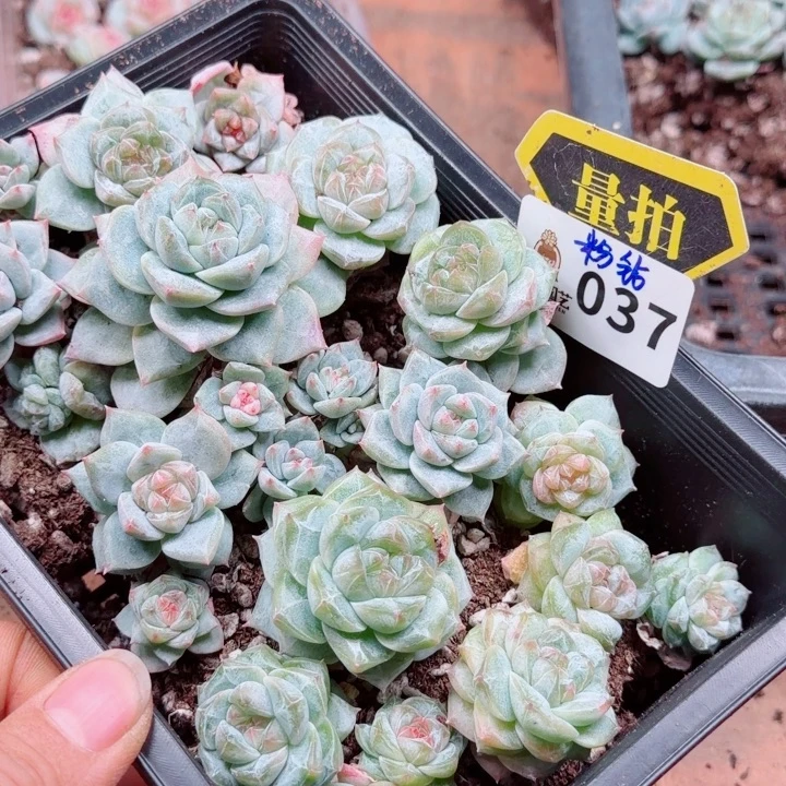 多肉植物多肉植物