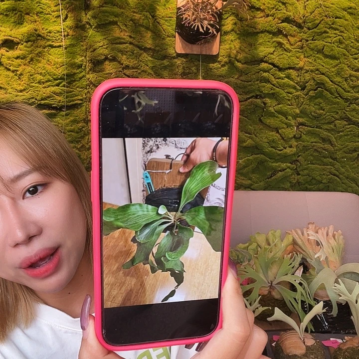 完全开放dm 深绿 侧