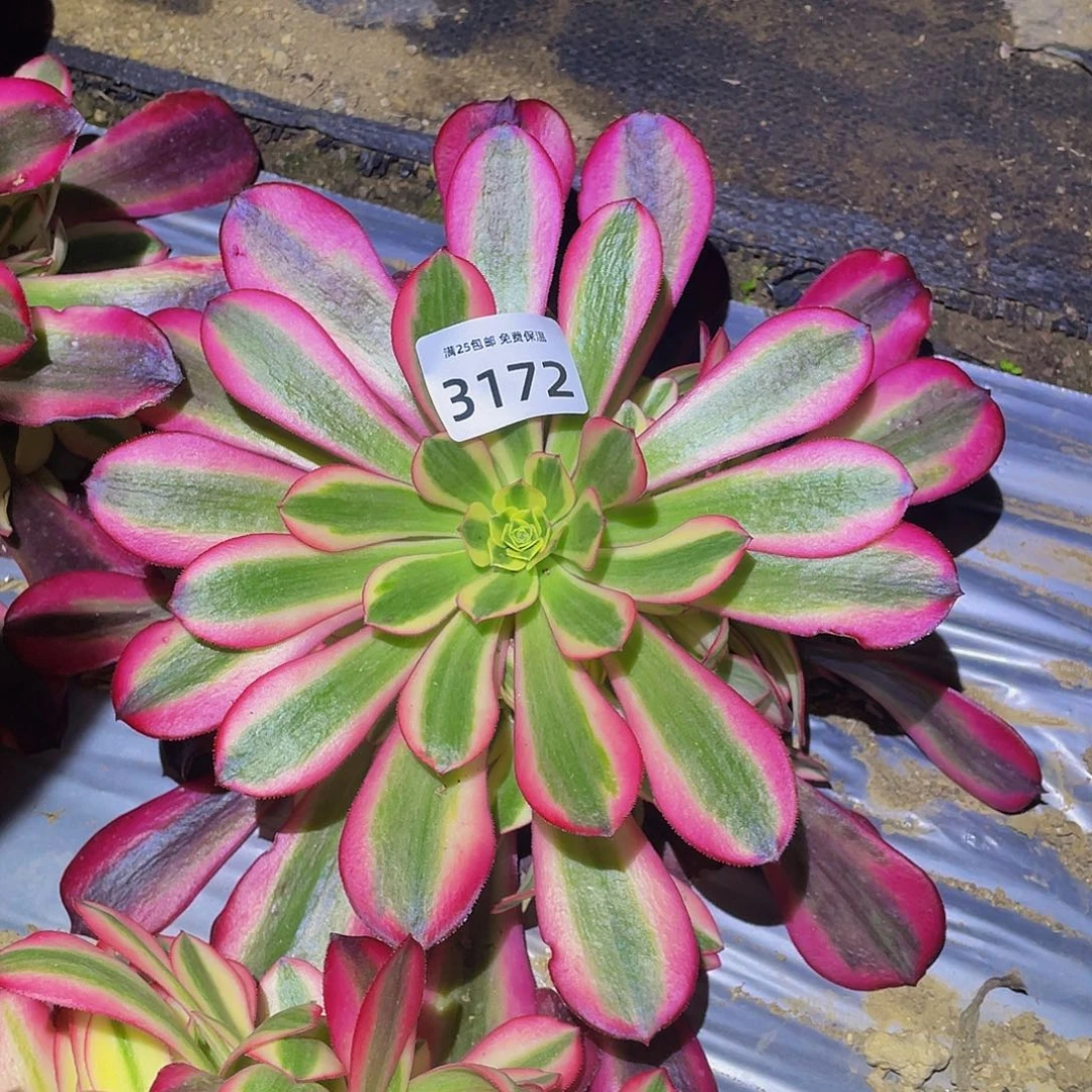 3172美杜莎多肉植物