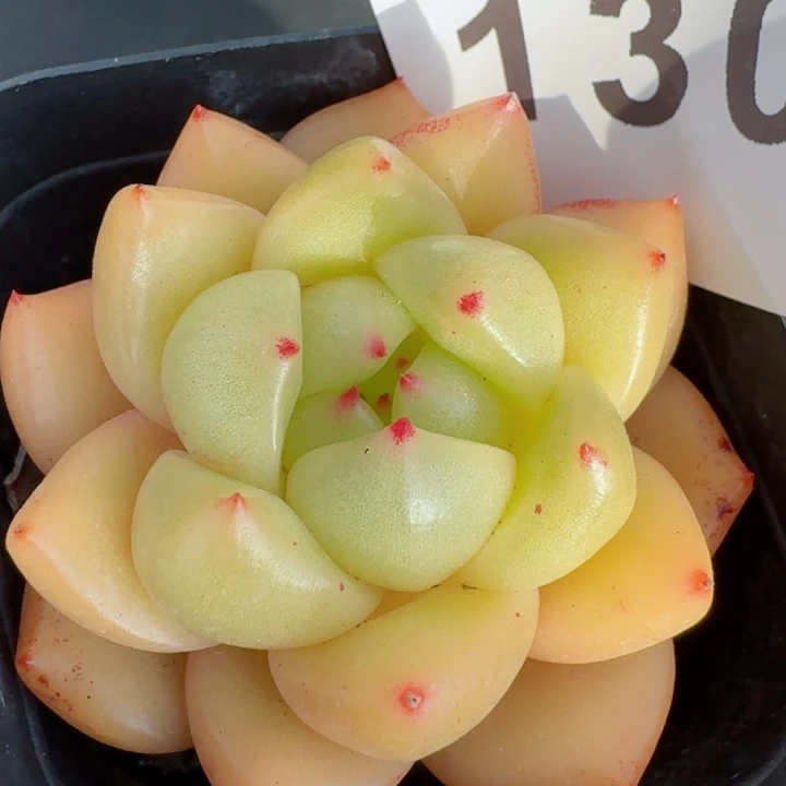 麦秆         精控精养多肉植物