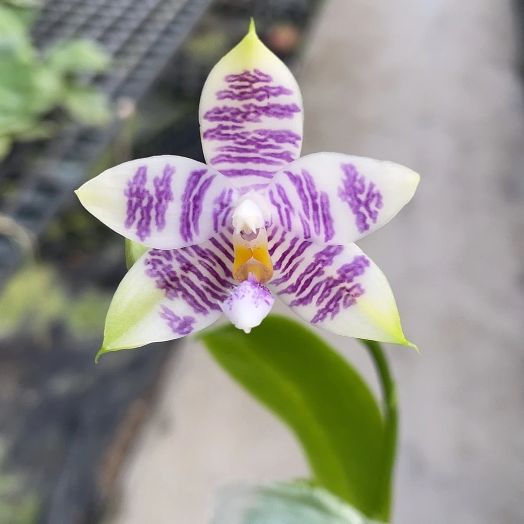 完全开放蓝色星轨 开花株 333号