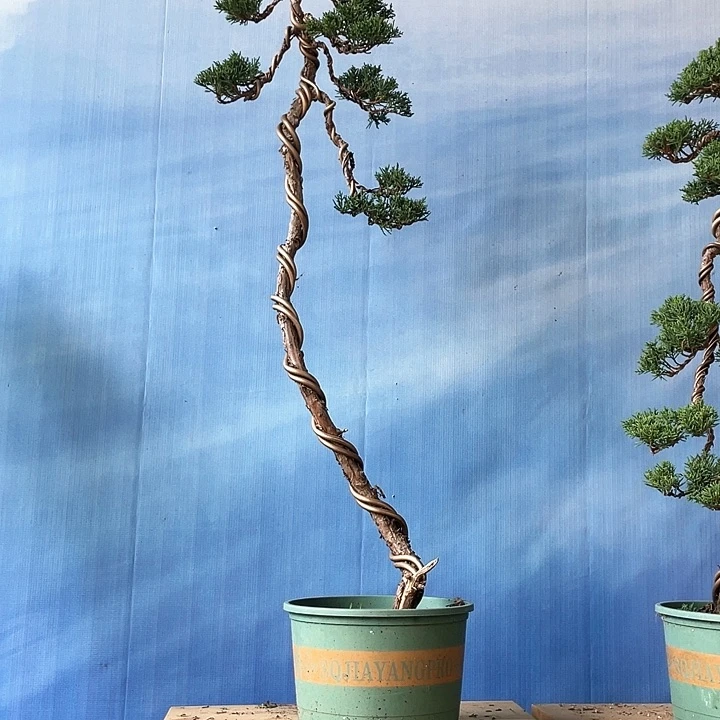 无花朵济州真柏盆景老桩