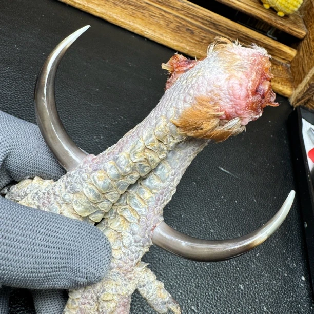 文玩鸡爪骨手把件（一对 处理好十天左右发货）