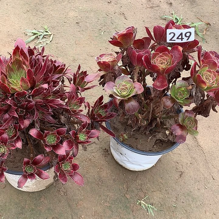 无花朵249孔雀➕魅金多肉植物