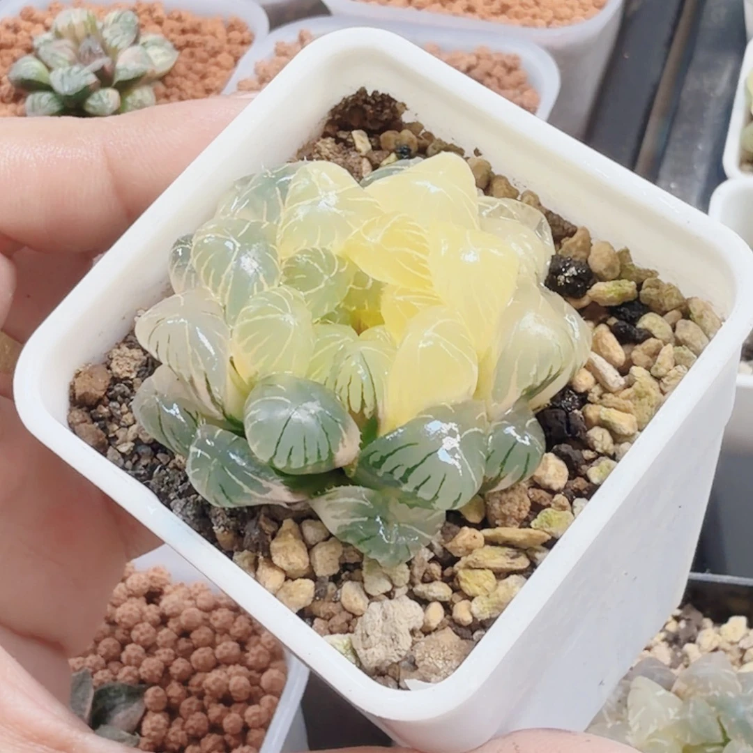 大***石十二卷实生冰灯锦福利