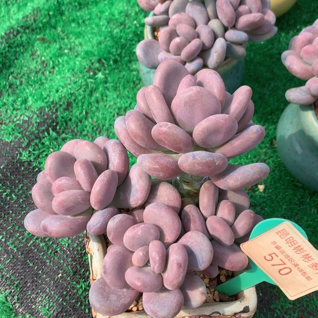 月美人老桩无砍570