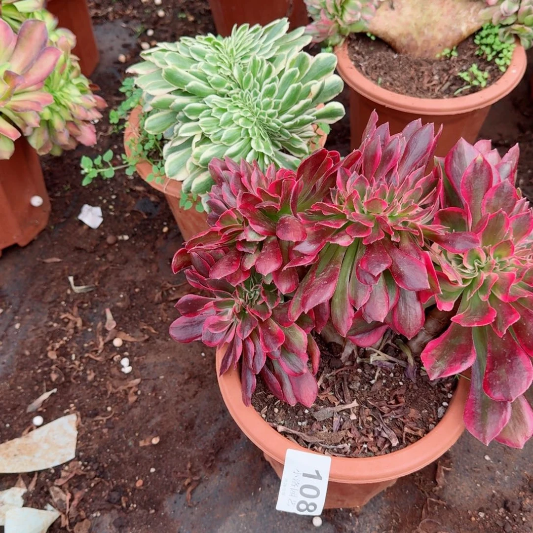 108粉女郎缀化多肉植物满28包邮