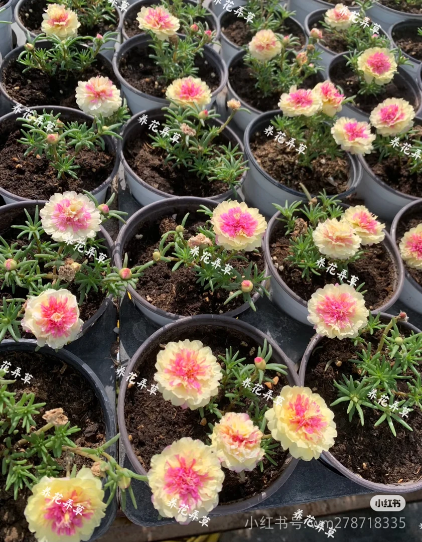 籽播重瓣太阳花苗耐热多色花卉适合阳台庭院