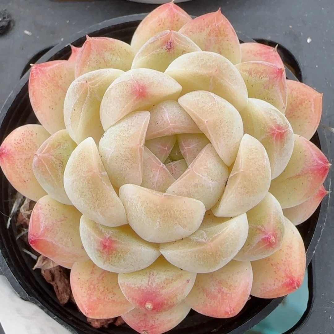 花语逸镜0207-623