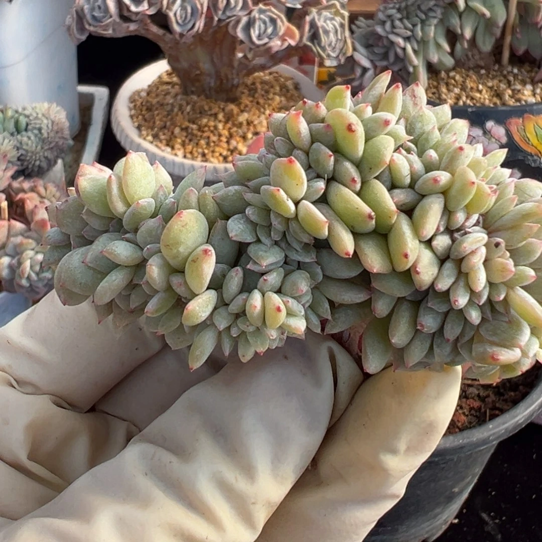 新年快乐 新年快乐