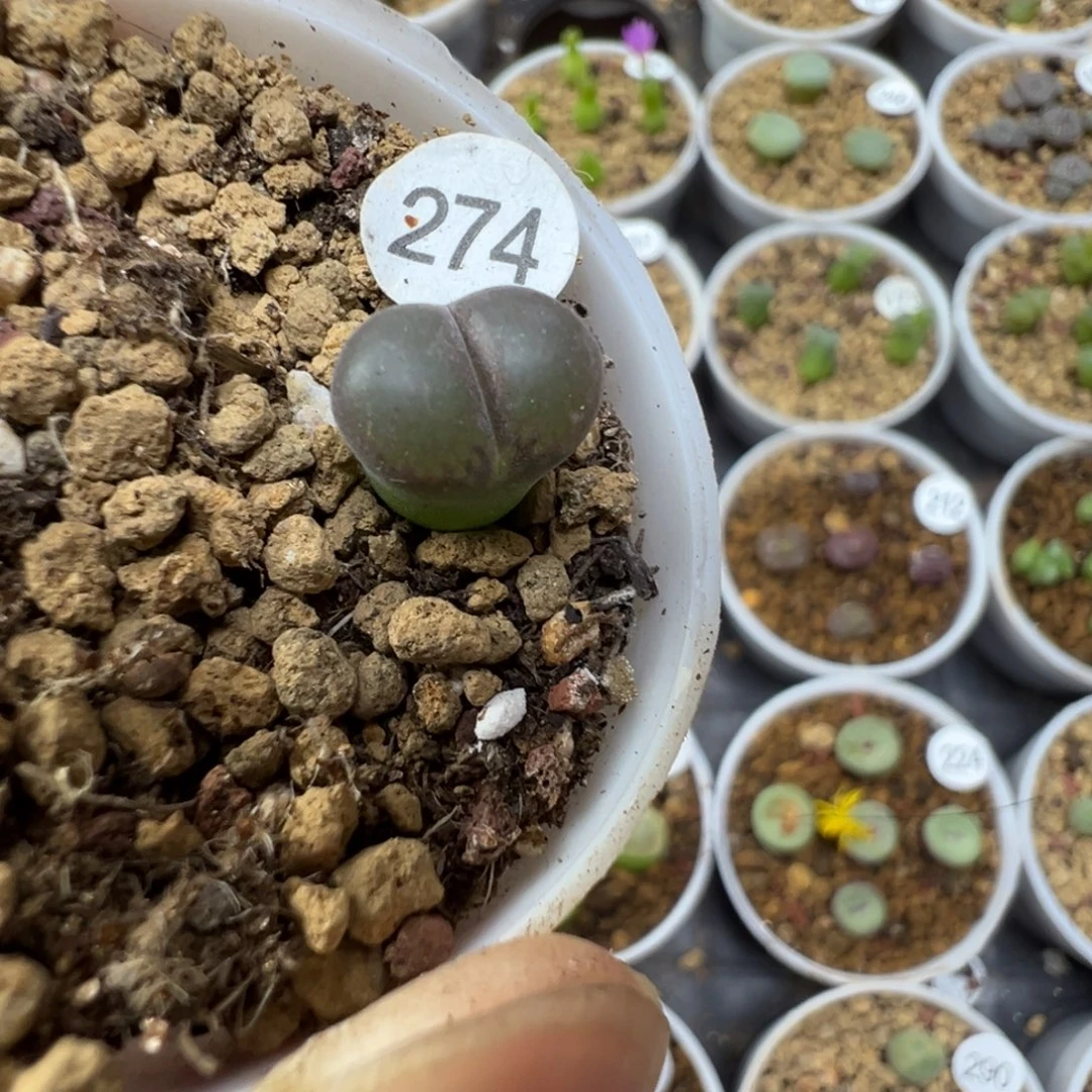 日系红网格一颗带盆土2740000