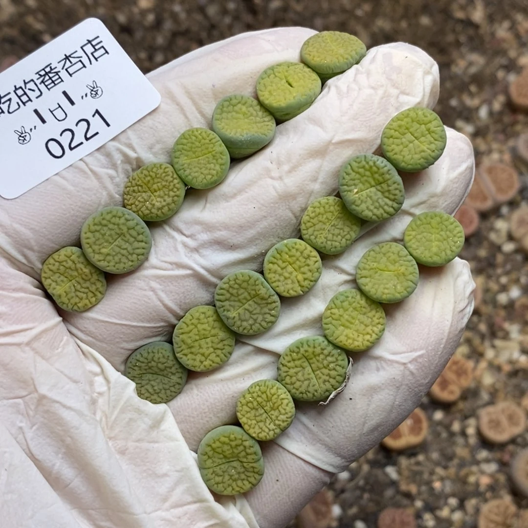 0221。零下拍保温。