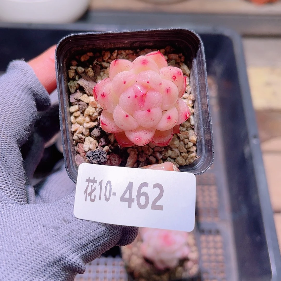 花10-462麦秆单头