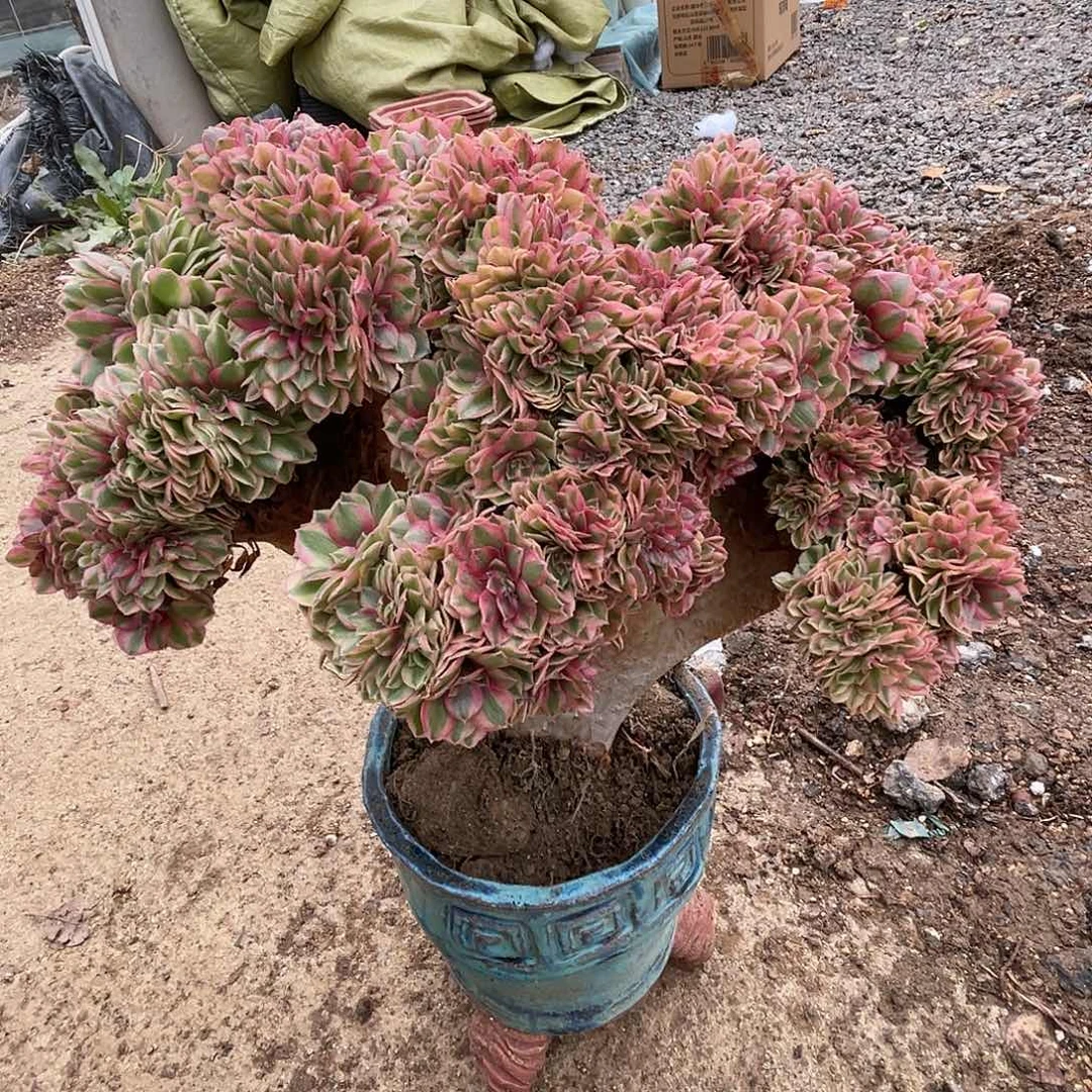 【闪购商品】全部花朵万白