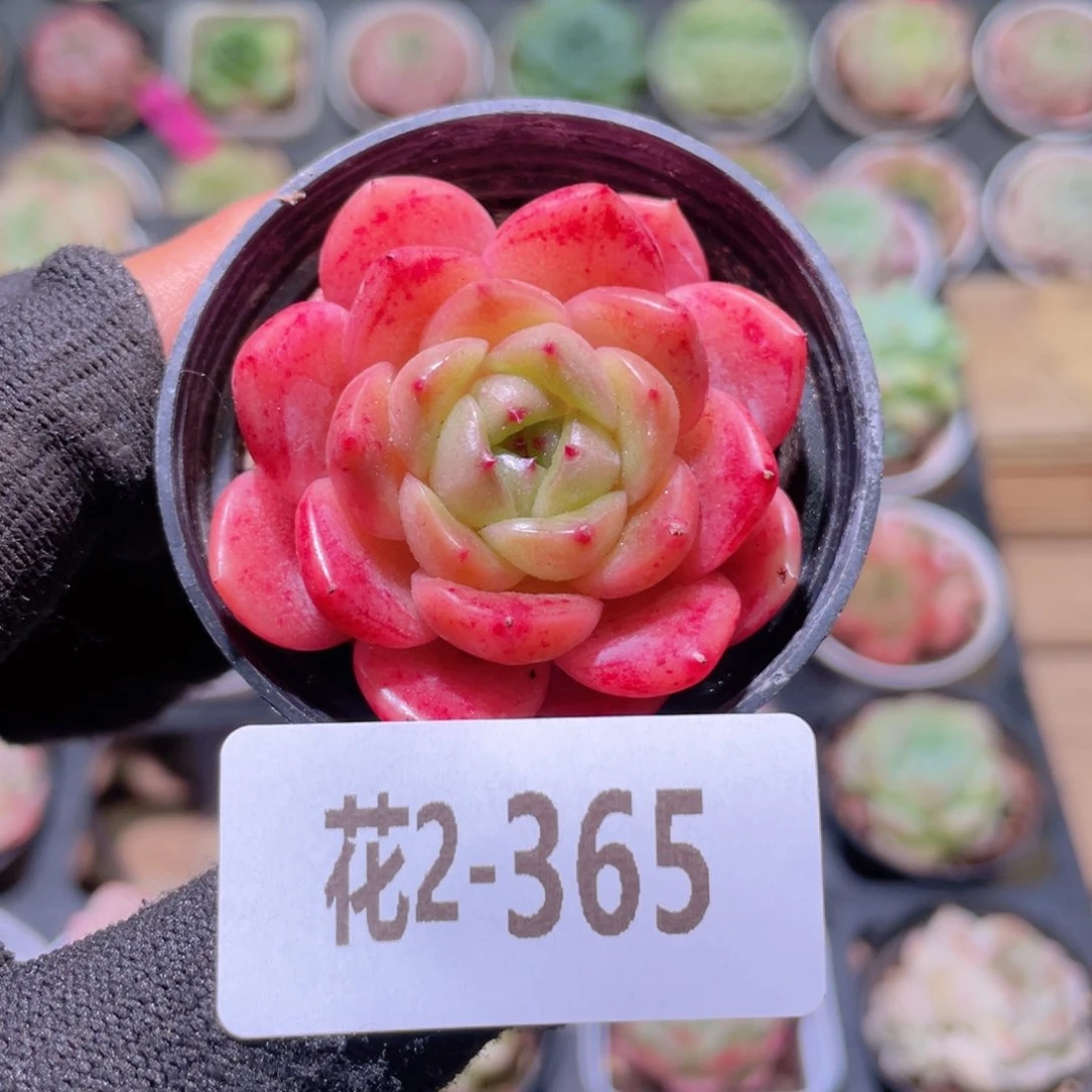 花利美2-365灵翠