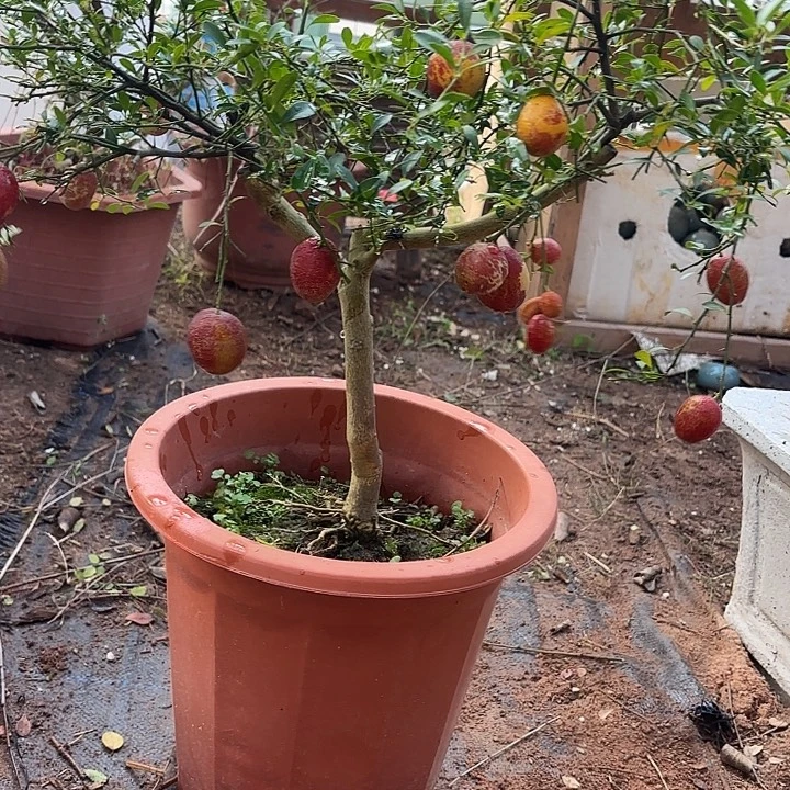 温***狼无花朵哈哈哈哈哈