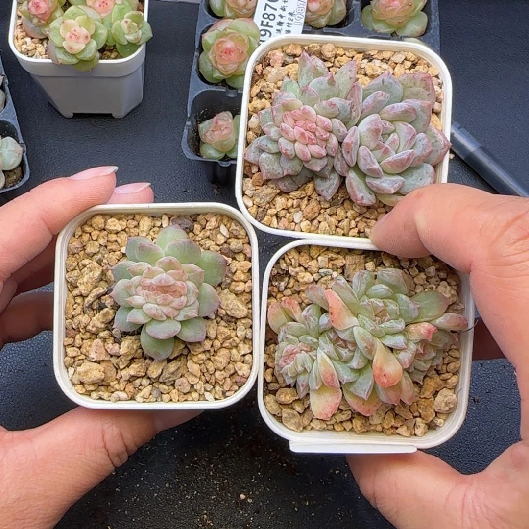 欣***悦【满29包邮非偏远】880三颗