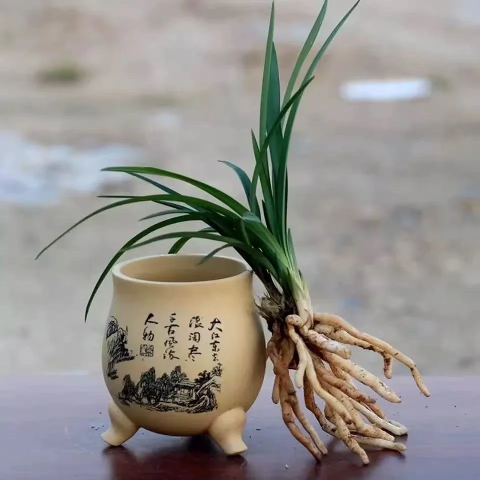春兰天红2苗带花苞