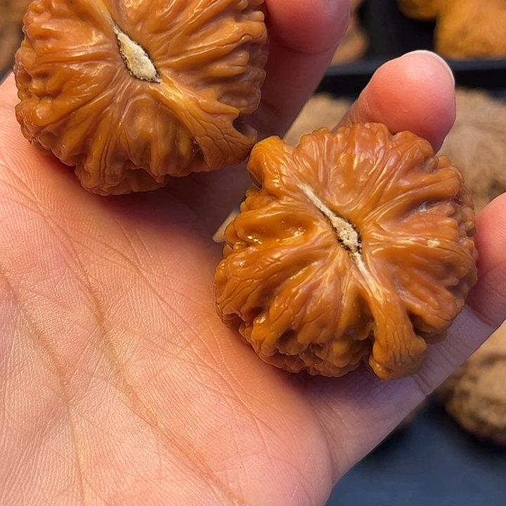核桃秦岭突突突突突突
