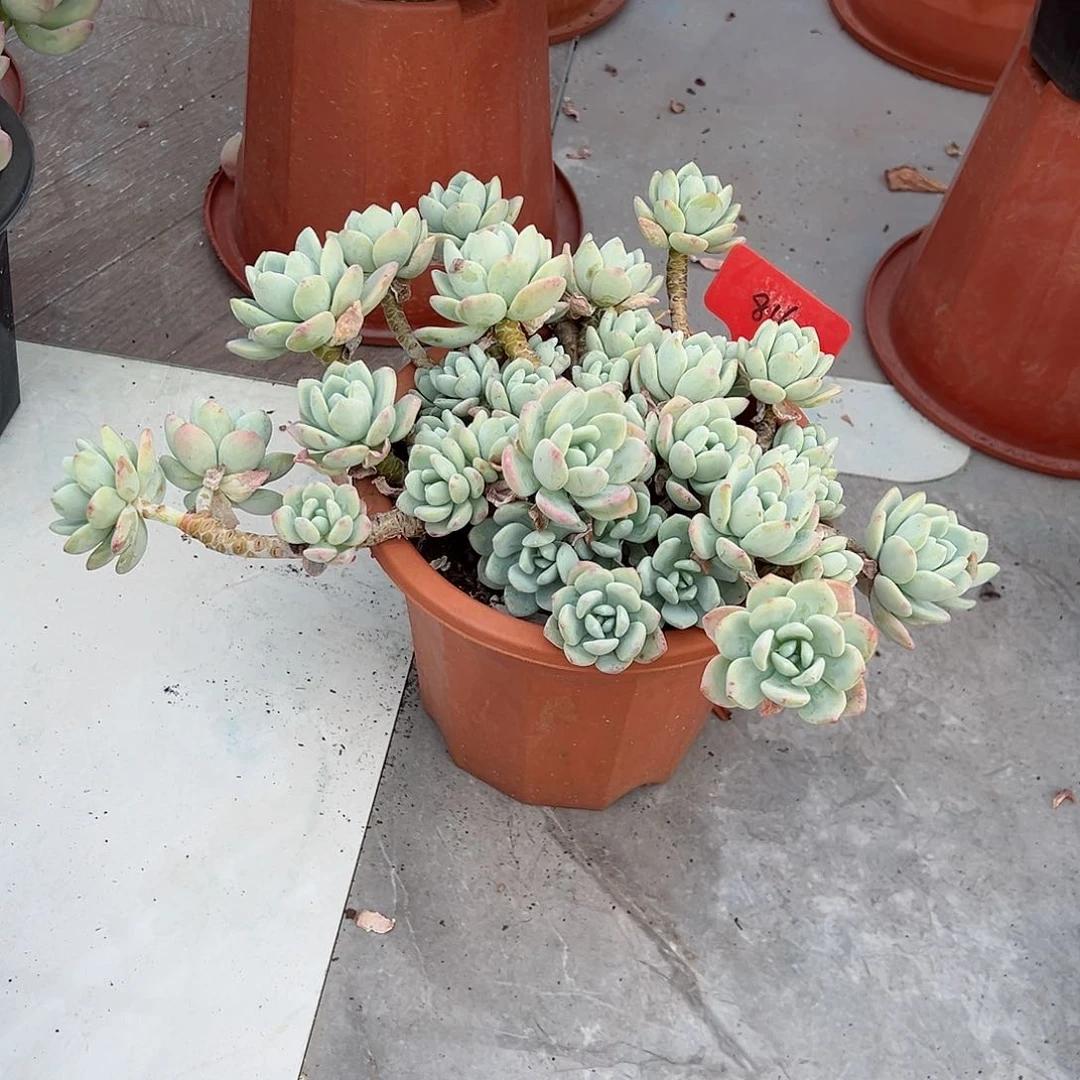 米**?816冷香多肉植物