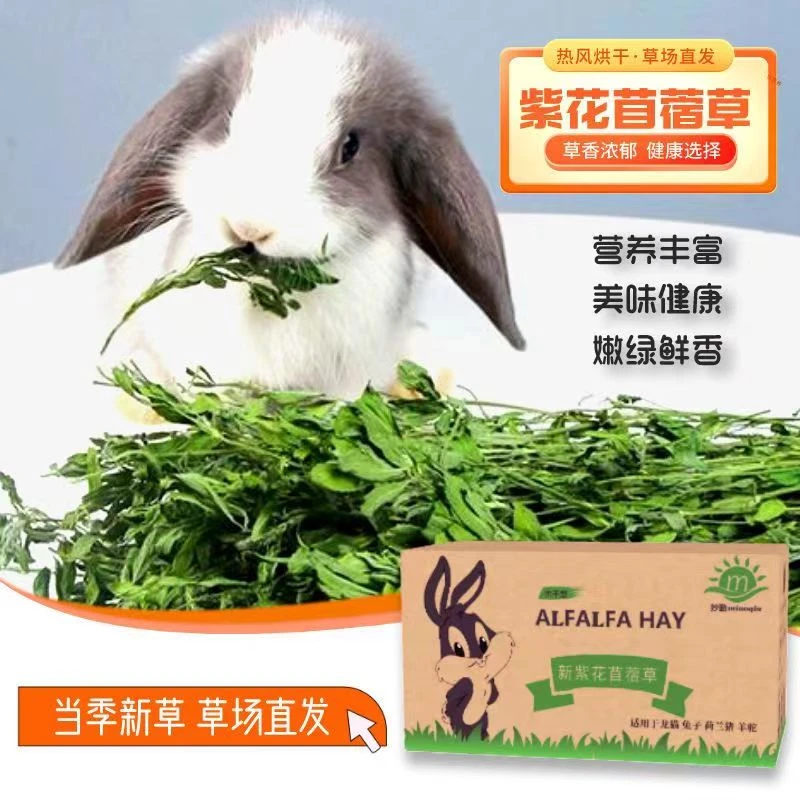 苜蓿草紫花苜蓿草饲料幼兔兔子草龙猫草荷兰猪草牧草兔粮苜宿草