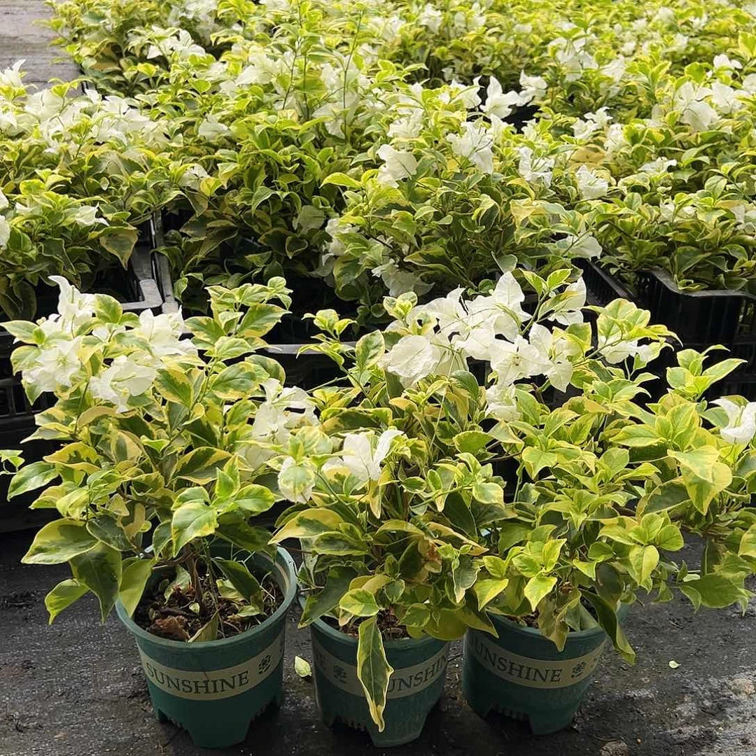 大部分花苞少量开放金边白掌中宝一颗