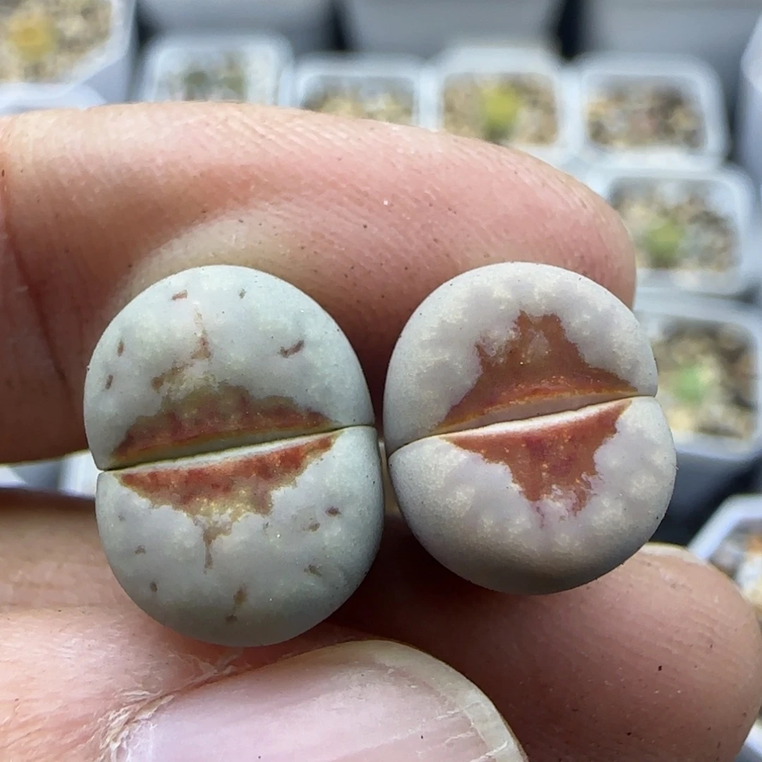 712 清框福利30包邮