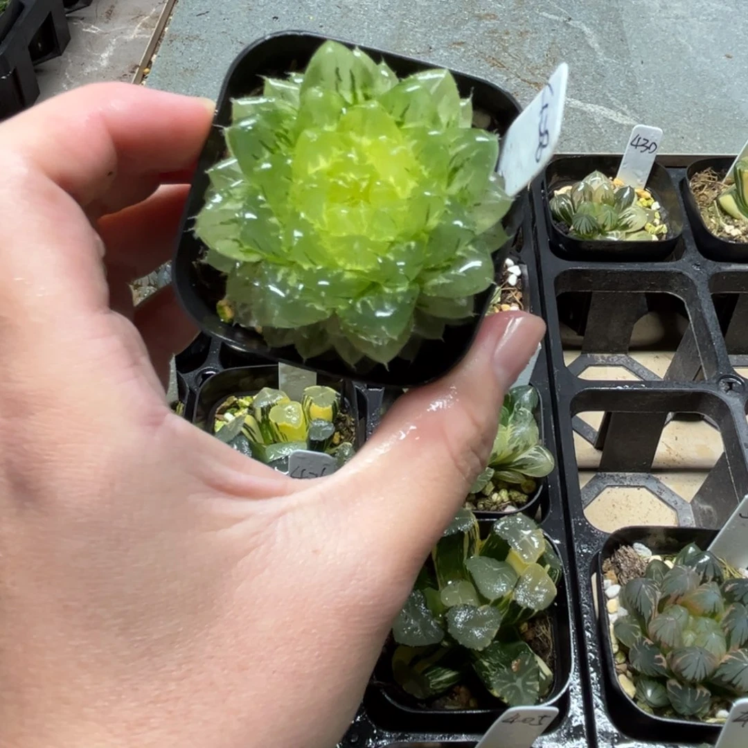 428翠云玉露锦一物一拍