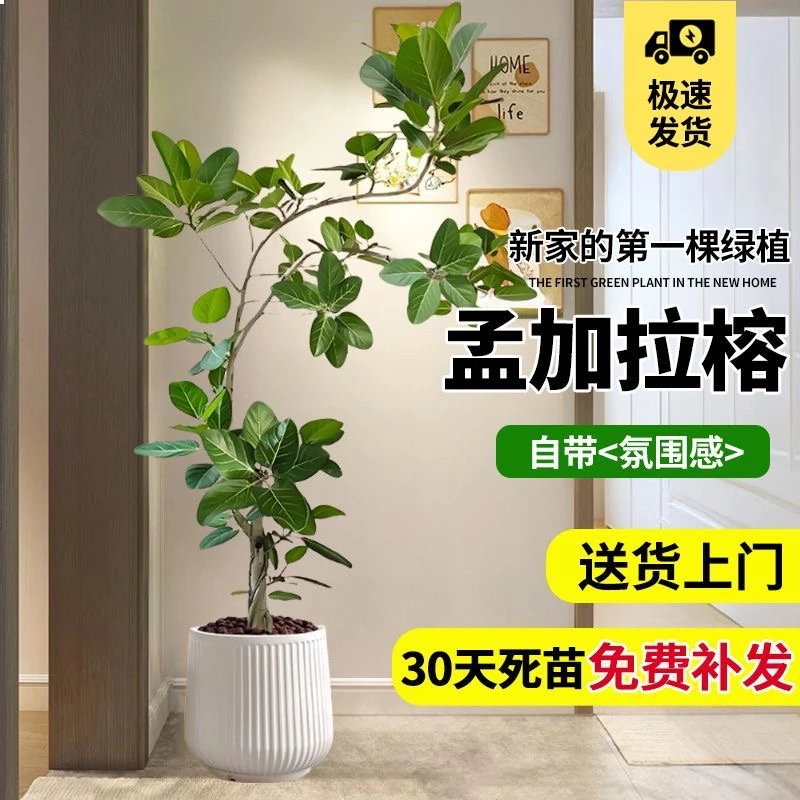 孟加拉榕室内客厅大型落地盆栽好养绿植