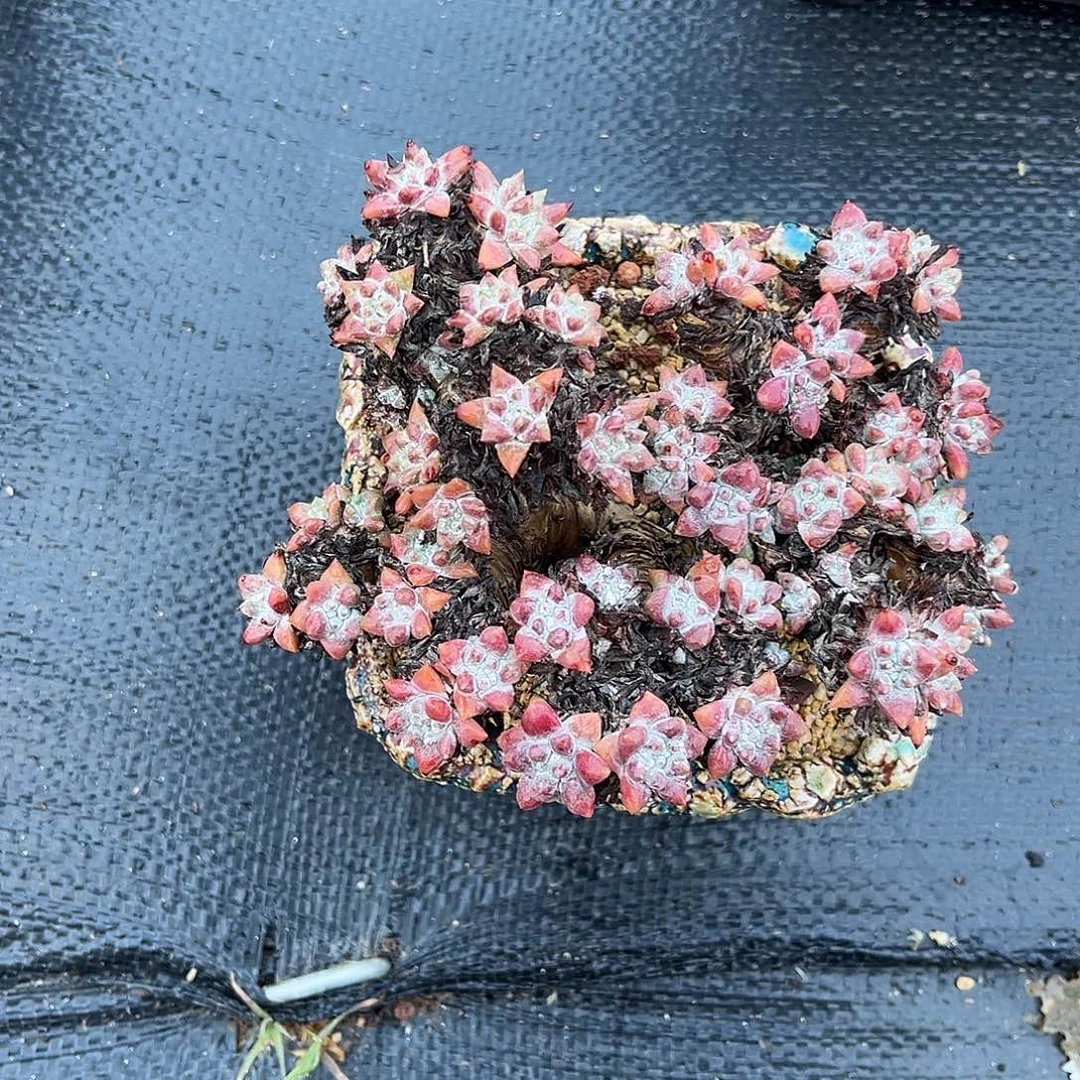 小鹿多肉一物一拍