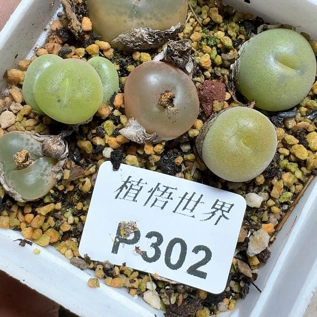 302号多肉哇哇f g v h