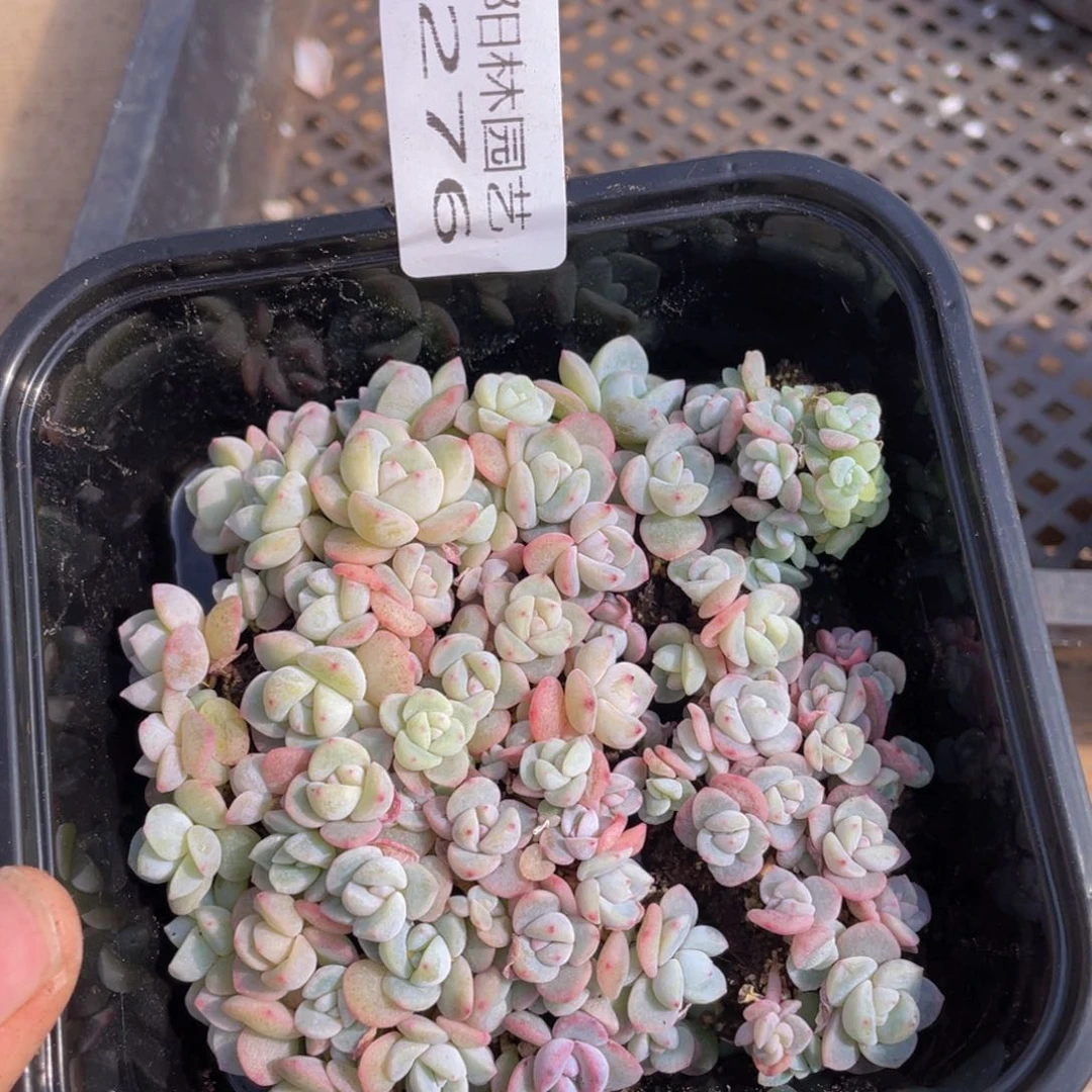 多肉植物多肉植物276