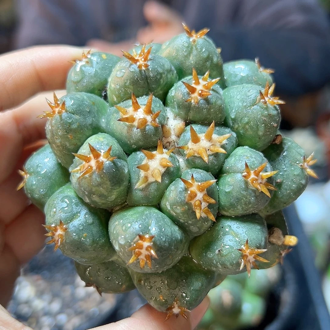 自根短豪刺獠牙7.2公分