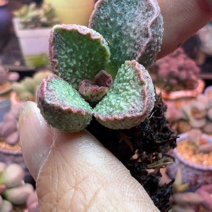 爆***珠吉祥如意等名家名作的收藏