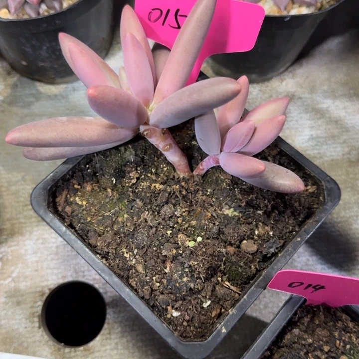 015双头烟花新号福利价