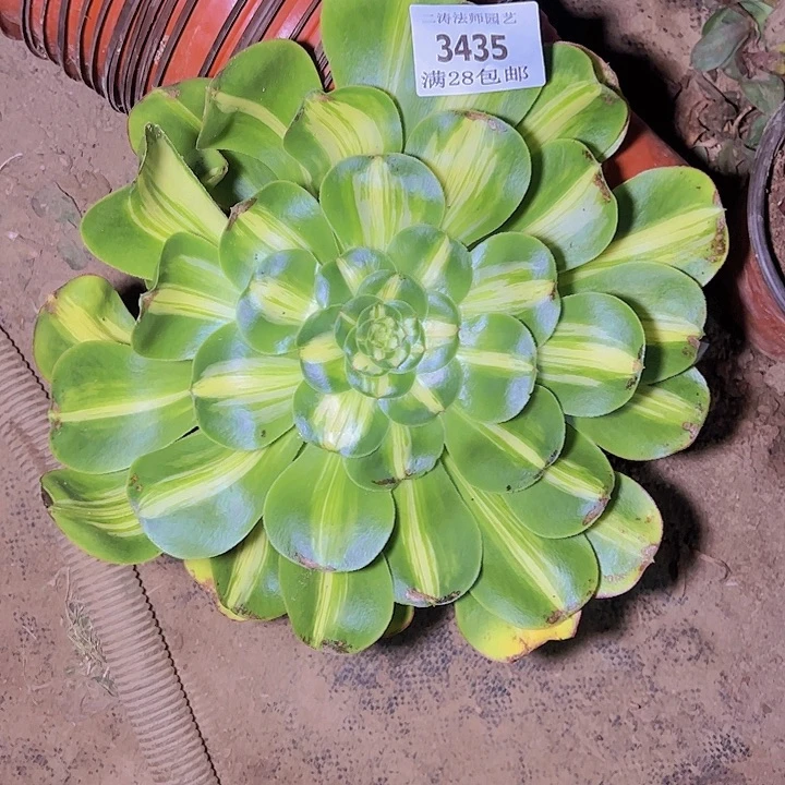 3435暴君多肉植物无根