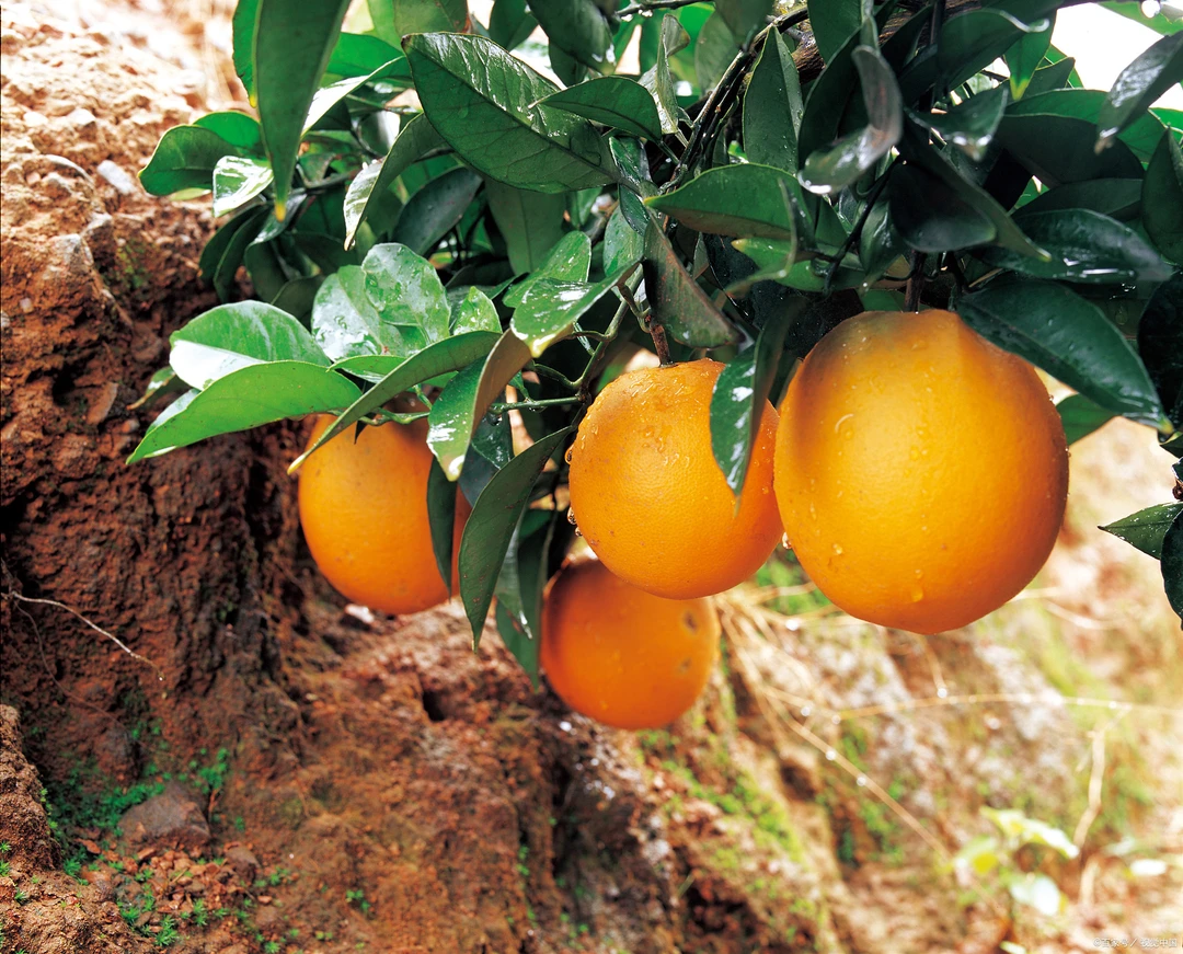 正宗赣南脐橙原产地现摘现发